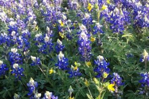 Blue bonnets