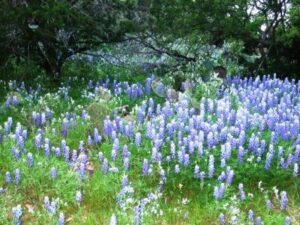 Blue bonnets