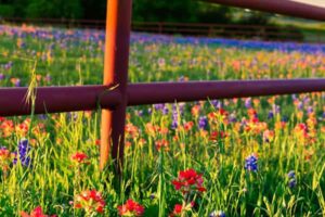 Flowers in the country