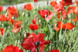 Red poppies