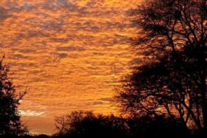 Picture of trees against the evening sky.