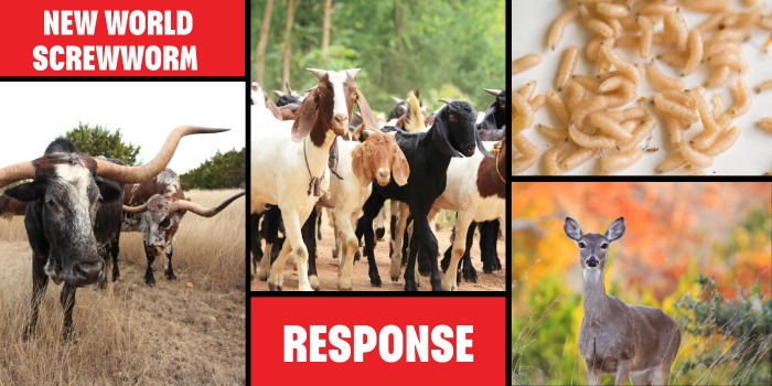 Click to read more about Screwworm in Central Texas.
